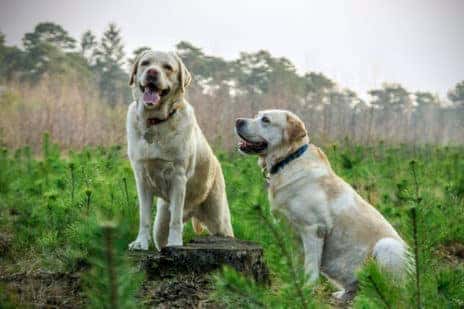 Com que idade o Labrador fica mais calmo?