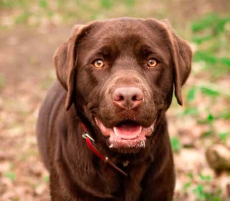 Labrador