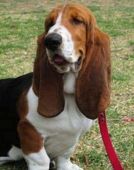 Basset Hound