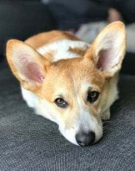 Welsh Corgi Pembroke