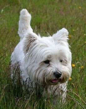 West Highland White Terrier