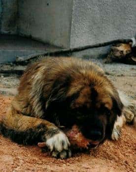 Cão da Serra da Estrela