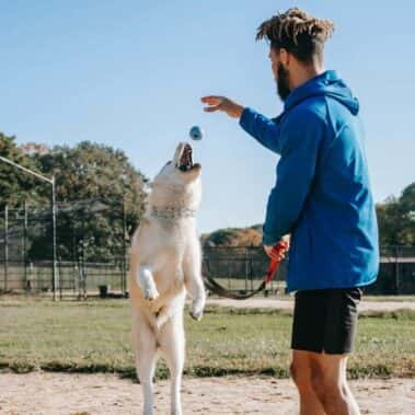 Treino de flyball para o seu cão: métodos e conselhos