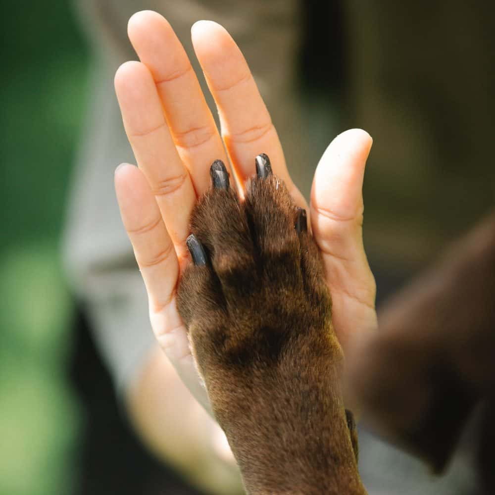 Como ensinar o seu cão a &#8220;dar 5&#8221;