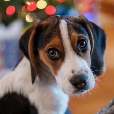 Como treinar um cachorro Beagle?