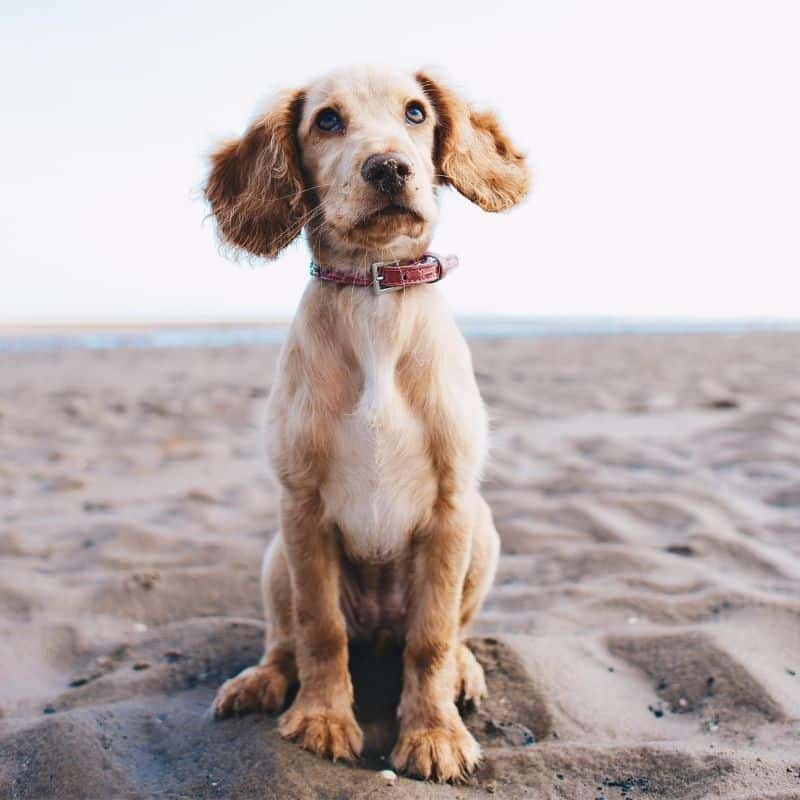 Treino básico de cães: principais comandos que entendem