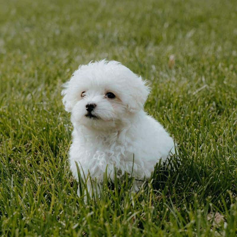 Os cães podem comer farinha de trigo?