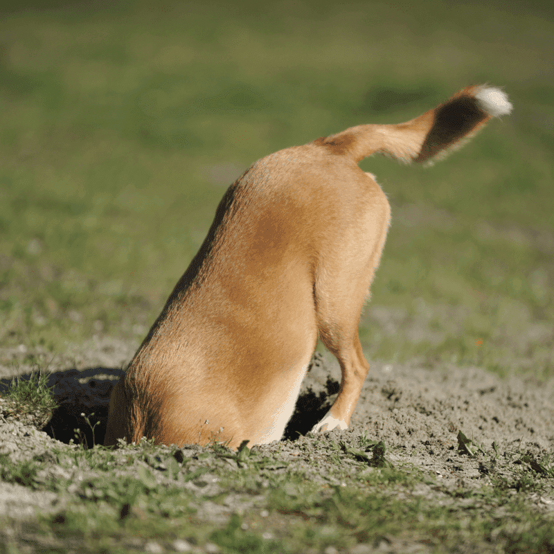 O meu cão esconde a comida: porquê?