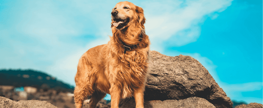 Guia completo de alimentação para Golden Retriever