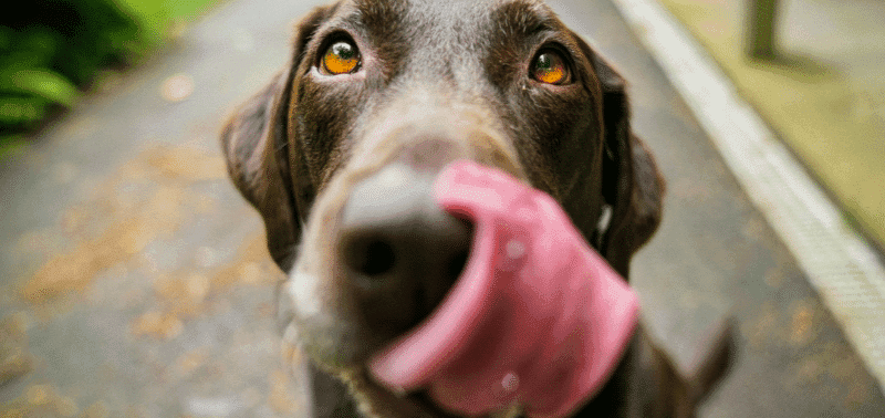 Porque é que os cães lambem os pés dos donos? Barkyn