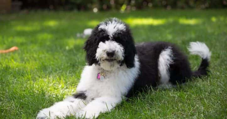 Raça Sheepadoodle