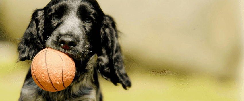 Como ensinar truques a um cão?