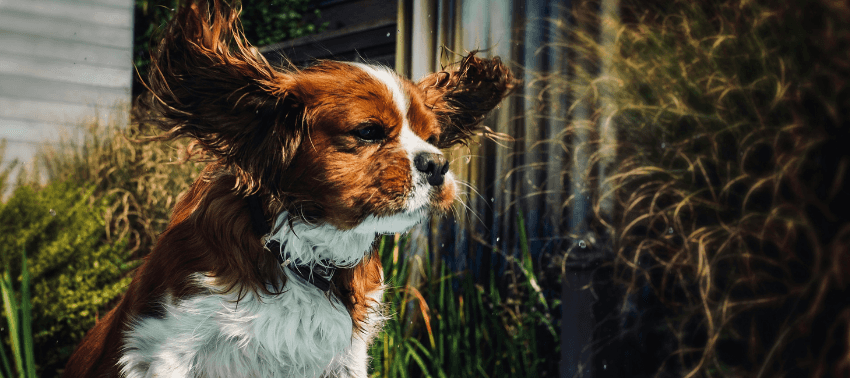 Quando os cães sacodem as orelhas: o que pode significar?