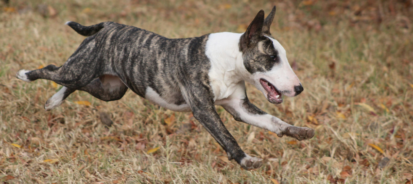 Como treinar um Bull Terrier? Guia com Dicas e Exercícios