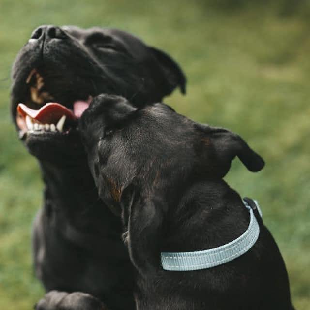 Como evitar lutas entre cães