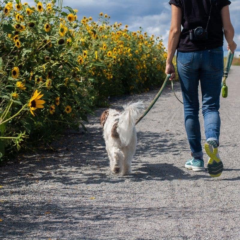 Como ensinar o seu cão a andar ao seu lado?