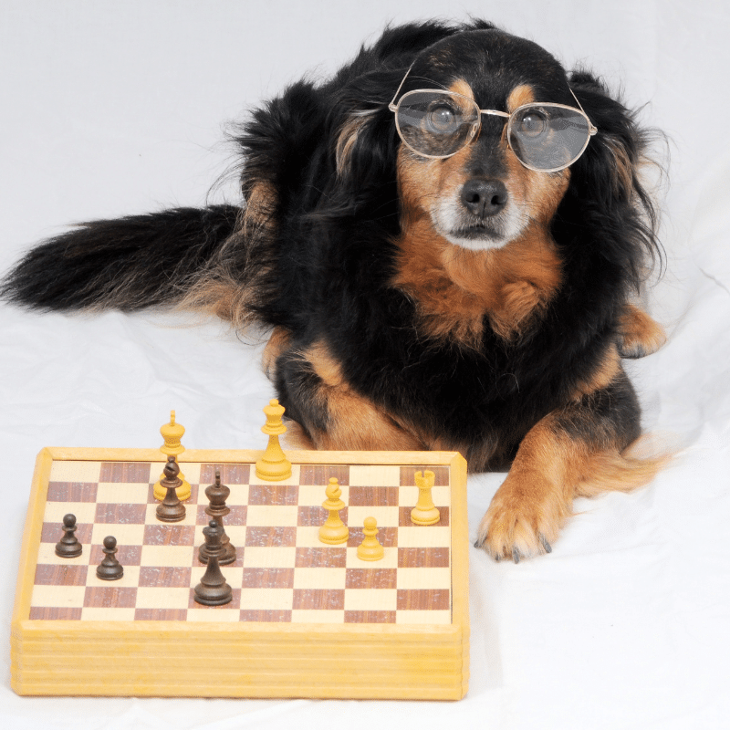 As 5 raças de cães mais inteligentes