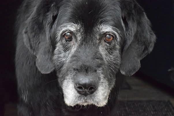 5 doenças comuns em cães seniores: o que fazer e como prevenir?
