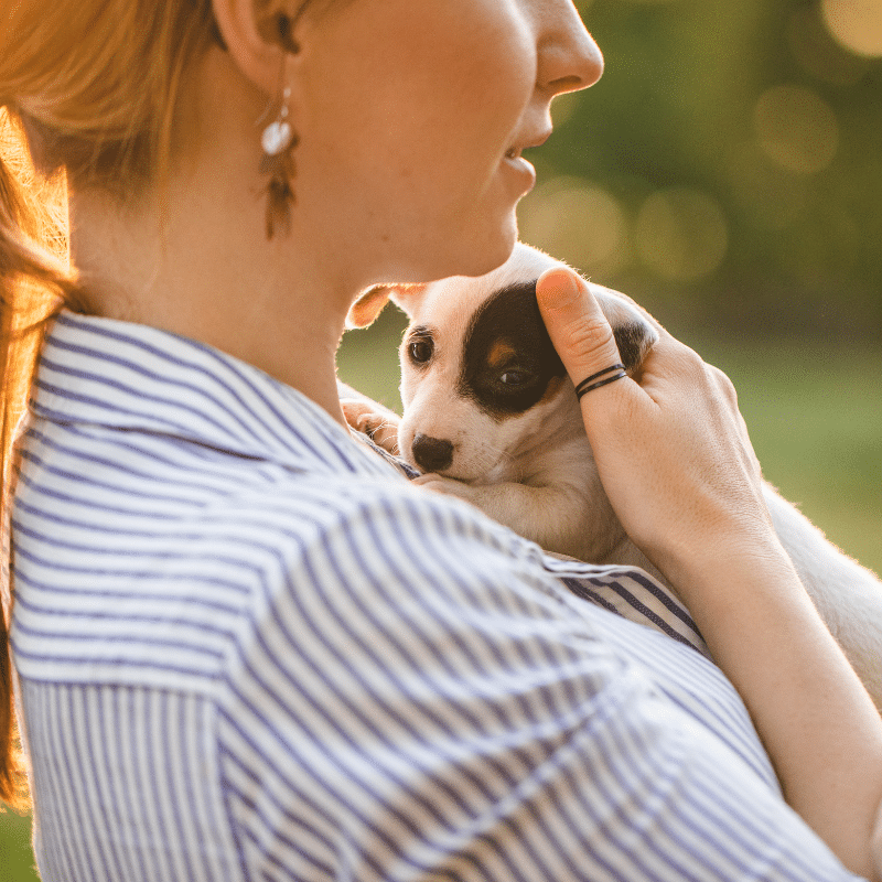 Checklist: o que precisa saber antes de trazer um cachorro para casa