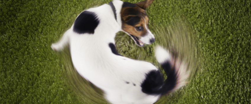 Conselhos para lidar com cães hiperactivos: Um guia prático