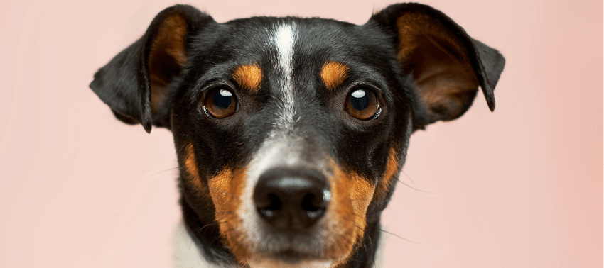 Identificar quais as doenças comuns em cães